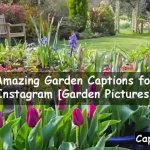 Garden Captions for Instagram