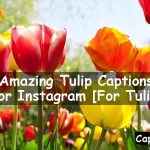 Tulip Captions For Instagram