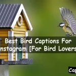 Bird Captions For Instagram