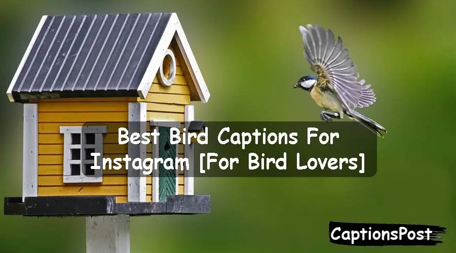 Bird Captions For Instagram