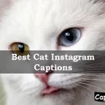 Cat Instagram Captions