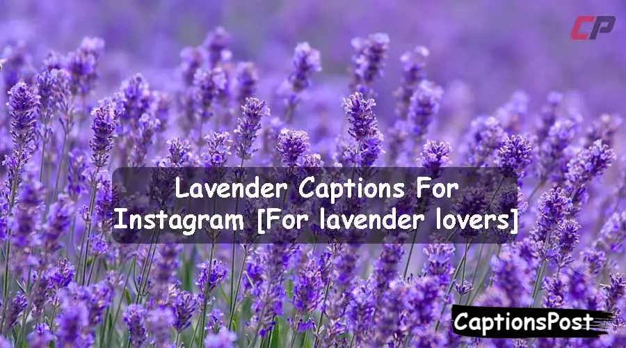 Lavender Captions For Instagram
