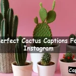 Cactus Captions For Instagram