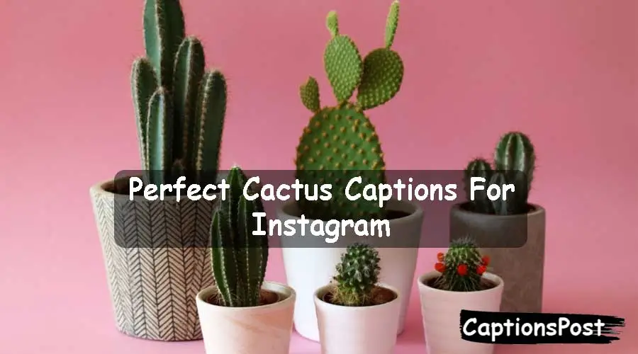Cactus Captions For Instagram