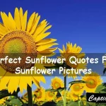 Sunflower Quotes