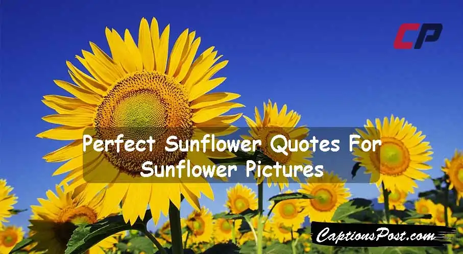 Sunflower Quotes