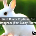 Bunny Captions for Instagram