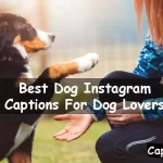Dog Instagram Captions