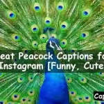 Peacock Captions for Instagram