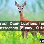 Deer Captions for Instagram