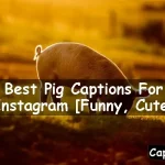 Pig Captions For Instagram