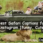 Safari Captions for Instagram