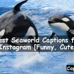 Seaworld Captions for Instagram