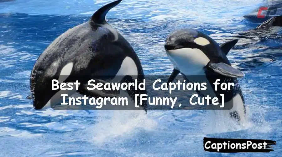 Seaworld Captions for Instagram