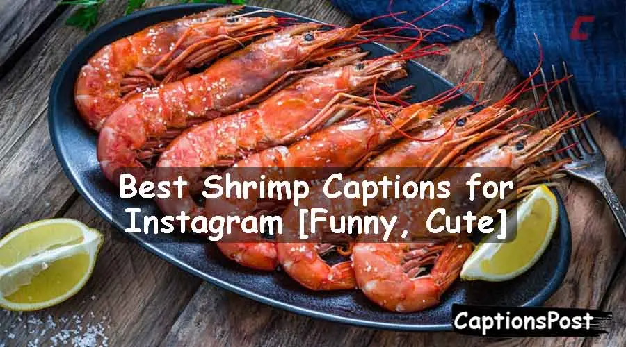 Shrimp Captions for Instagram