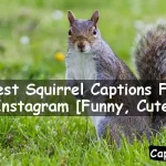 Squirrel Captions For Instagram