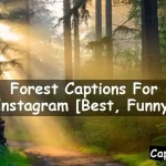 Forest Captions For Instagram