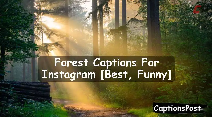 Forest Captions For Instagram
