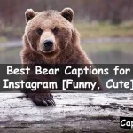 Bear Captions for Instagram