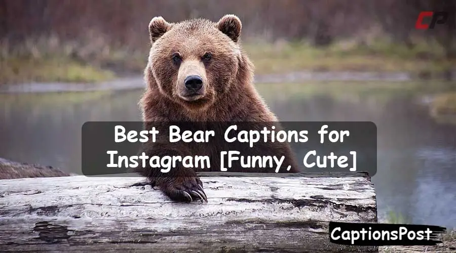 Bear Captions for Instagram