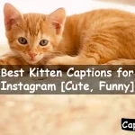Kitten Captions for Instagram