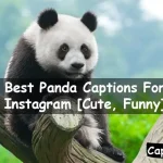 Panda Captions For Instagram