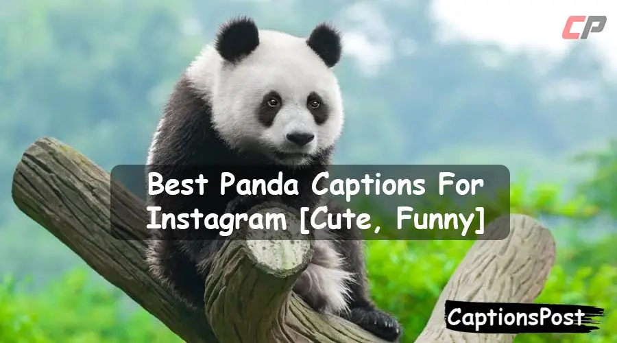 Panda Captions For Instagram