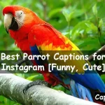 Parrot Captions for Instagram