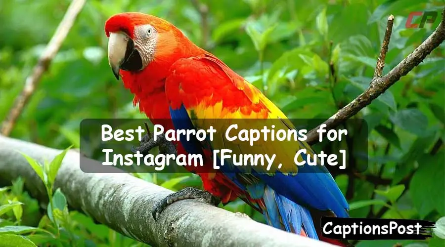 Parrot Captions for Instagram