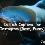 Catfish Captions for Instagram