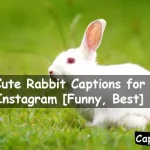 Rabbit Captions for Instagram