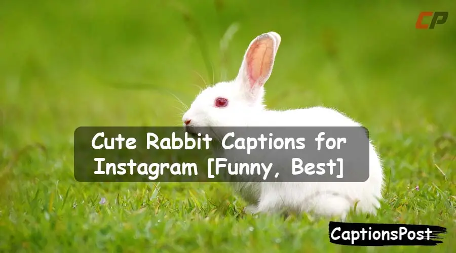 Rabbit Captions for Instagram