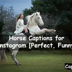 Horse Captions for Instagram