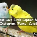 Love Birds Caption for Instagram