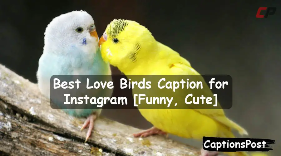 Love Birds Caption for Instagram