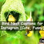 Bird Nest Captions for Instagram