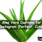 Aloe Vera Captions for Instagram