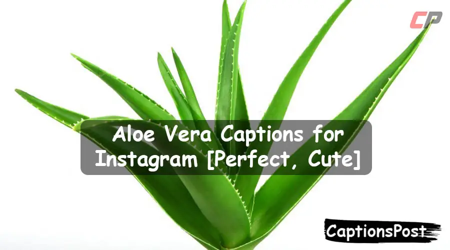 Aloe Vera Captions for Instagram