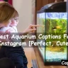 Aquarium Captions For Instagram