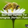 Bee Captions For Instagram