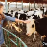 Cow Captions For Instagram