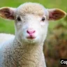 Mutton Captions For Instagram