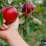 Apple Picking Captions for Instagram