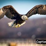 Eagle Captions For Instagram