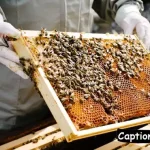 Beekeeping Captions For Instagram03