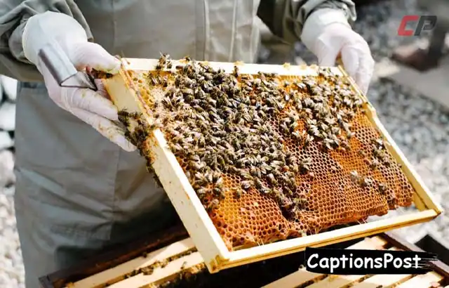 Beekeeping Captions For Instagram03