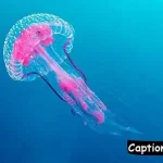 Jellyfish Caption For Instagram