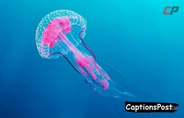 Jellyfish Caption For Instagram
