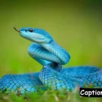 Snake Captions for Instagram