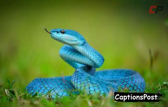 Snake Captions for Instagram